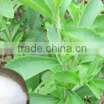 Chinese stevia leaves extract powder 95%