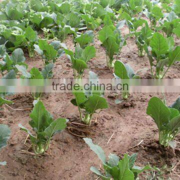 Mid Early Maturity Strong Growth Green Kohlrabi Seeds photo-2