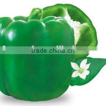 Green Blocky/Square Sweet Pepper/Capsicum Seeds For Sale Chun Xiao