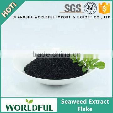 Enhance plants growth seaweed extract flake for foliar spray