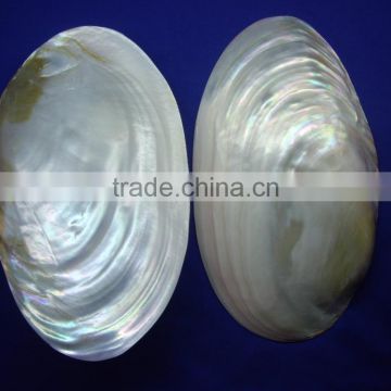 polished chinese river shell