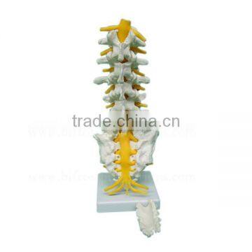 Life-size 5 Pcs Anatomical Lumbar Vertebra Model