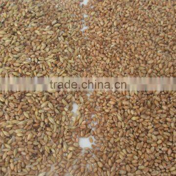 Best Price Cereal CCD Color Sorter in China Manufacture photo-2
