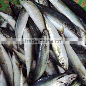 Seafood Frozen Round Scad Fish(decapterus Macarellus) photo-3