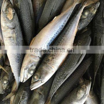 sea food seafrozen Mackerel