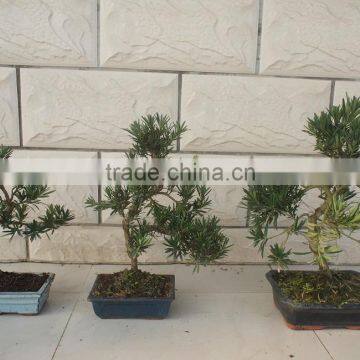 Indoor Bonsai Podocarpus Macrophyllus for Decoration S shape