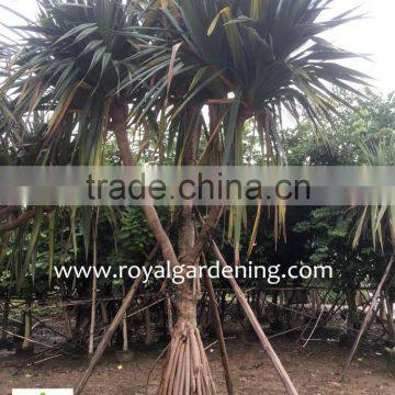 Pandanus Utilis High 4-5m photo-2
