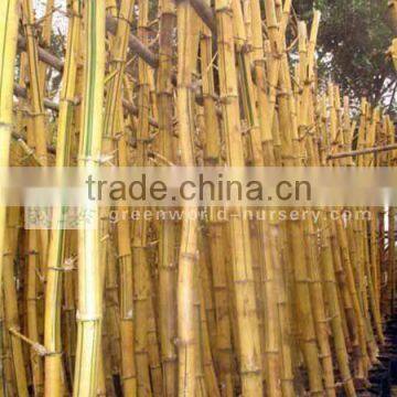 Phyllostachys aurea bamboo tree