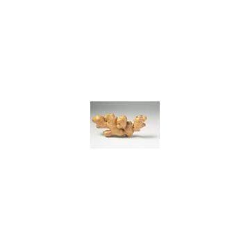 Ginger extract