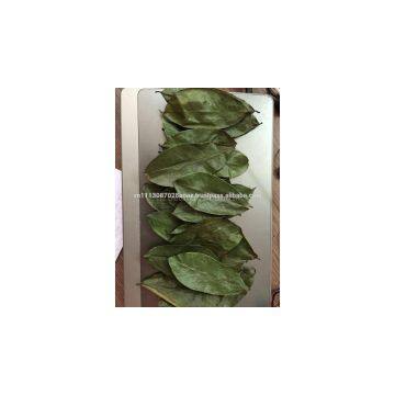 DRIED SOURSOP LEAVES photo-3
