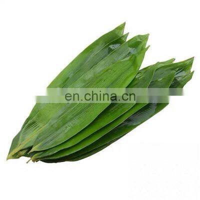 Wholesale Natural big size bamboo leaf Sushi Food dish dried fresh Bamboo Leaves