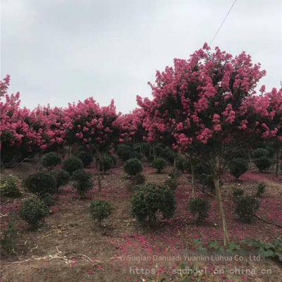 Price List of Crape Myrtle Trees in 2020 photo-3