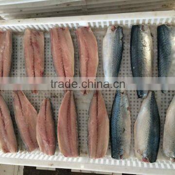 Frozen Scomber Japonicus Mackerel Fillet photo-2