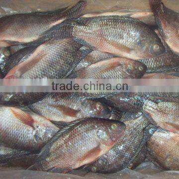 whole Tilapia fish