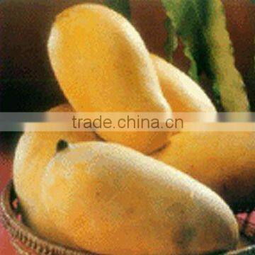 Hot Selling Fresh Pakistani Chaunsa Mango ( Special Offer for Iran ) photo-6