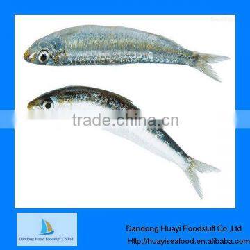 price of sardine fresh frozen seafood sardine fish