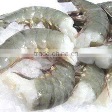 Black Tiger Shrimp HLSO