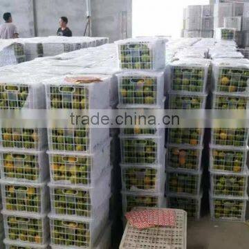 Fresh Mandarin Oranges in 2016 New Crop Sweet for Sale 9kg/box photo-5