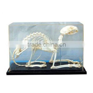 medical educational skeleton,vivid superior cat skeleton specimen for students study