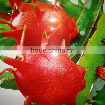 Dragon Fruit White Flesh Vietnam