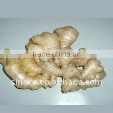 China Fresh Ginger (100g-150g)