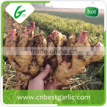 Chinese mature fresh ginger heritage siam