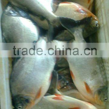 pomfret freshwater fish for sale