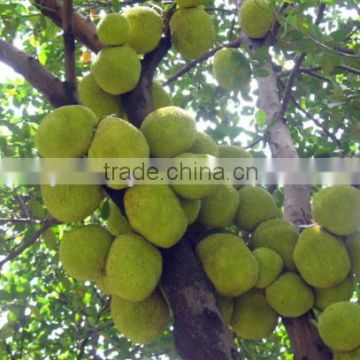 Big friut jackfruit fruit Seeds artocarpus heterophyllus seeds For planting