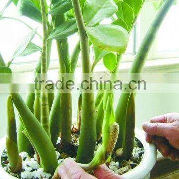 Natural Zamioculcas Zamiifolia for Indoor Ornamental Decorative Bonsai Plants