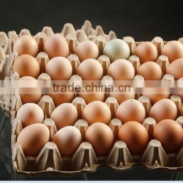 Full automatic egg tray conveyor belt microwave dryer machine