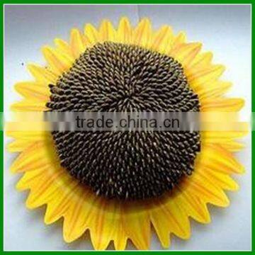 Best Quality Black Sunflower Seeds For Sale