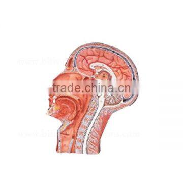Biological Teaching Aids Vascular Structure Facial Nerve Blood Vessels Model photo-2
