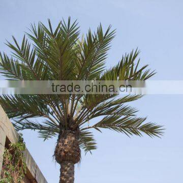 Newest Design Top Quality Artificial Palm Tree Leaves photo-5