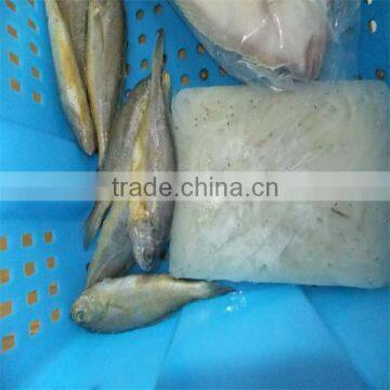 iqf deep sea fish seafood online