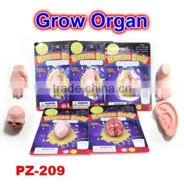 Magic Water Growing Human Organs photo-2