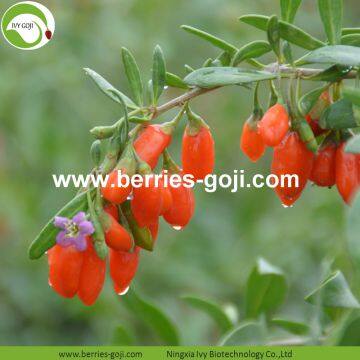 Factory Supply Nutrition Dried Lycium Barbarum photo-2