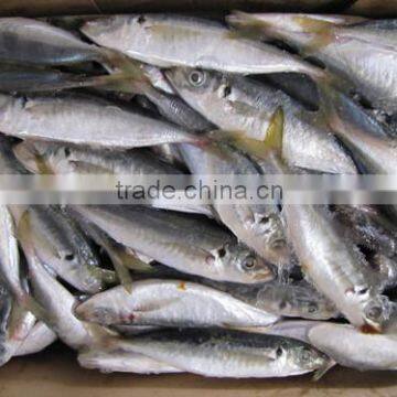 Frozen seafood horse mackerel fish sale 120-140 pcs