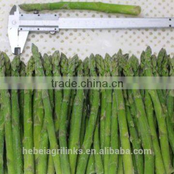 IQF frozen Chinese high quality green asparagus