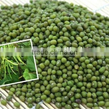 good quality green mung bean(new crop)