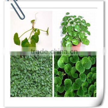 High Quality Cosmetic Grade Gotu Kola Extract
