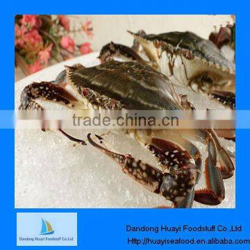 frozen blue swimming crab sea crab