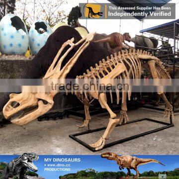 MY Dino-C049 Protoceratops Dinosaur Skeleton Sculpture for Sale photo-3