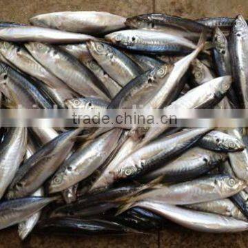 2016 Newly Frozen Whole Round Scad Fish for Sale
