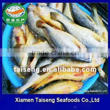 Frozen yellow croaker fish farming wholesale price