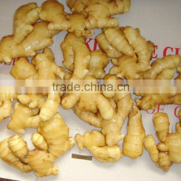 fresh vegetables varieties of ginger export of agriculture products