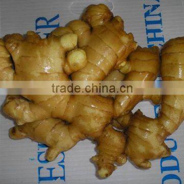 ginger 250G AND UP