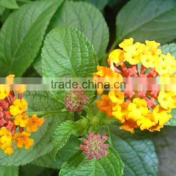 Sale lantana Flower seeds Lantana camara Seeds Fragrant Flowers for growing