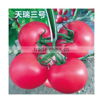 2016 High quality High yield Tomato seeds for growing- Tian Rui No.3