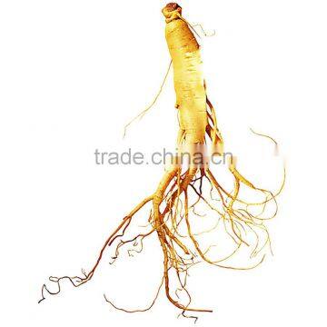 Ginseng Root Extract 4%HPLC