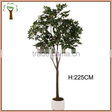 big plasticated olive fruits tree producing